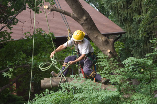 Trusted Wolverine Lake, MI Tree Removal Services Experts